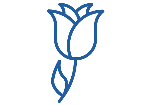 Tulipan